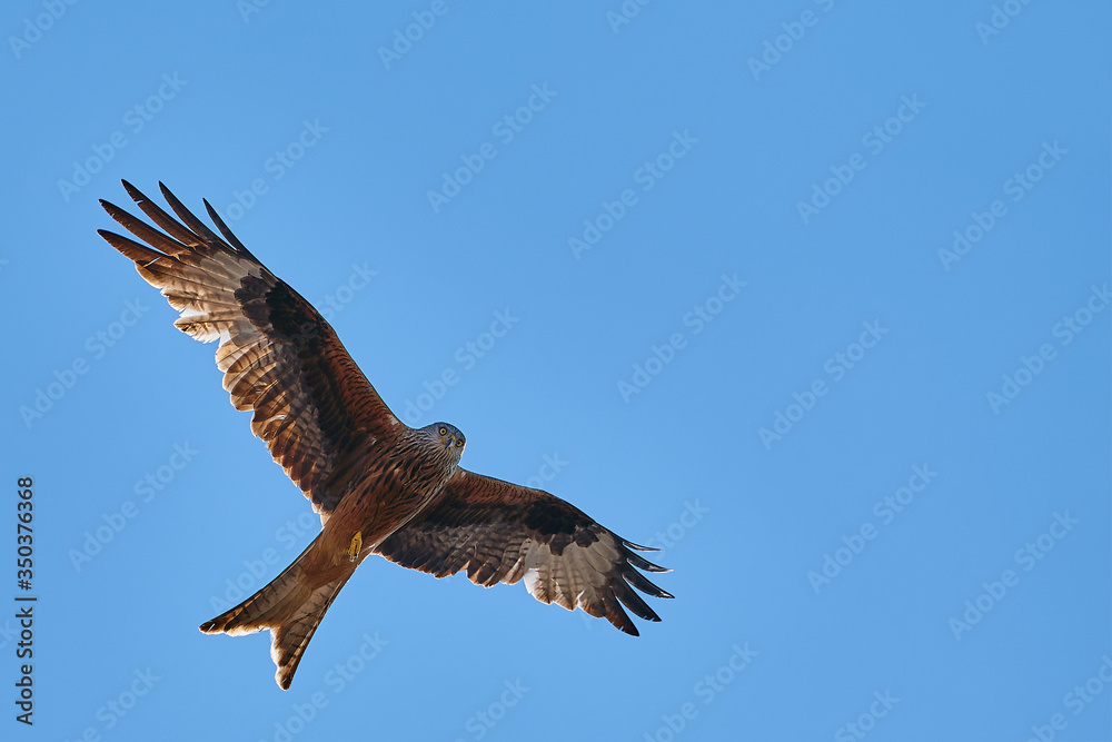 The red kite fly in air with wide wings on sunny day with blue sky. Copy space The red kite fly in air with wide wings on sunny day with blue sky. Copy space