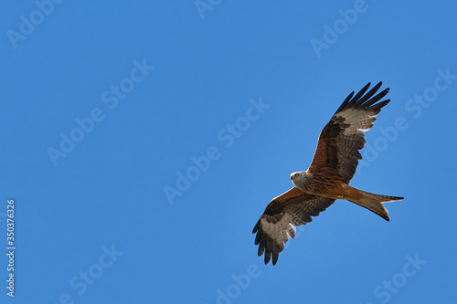 The red kite fly in air with wide wings on sunny day with blue sky. Copy space