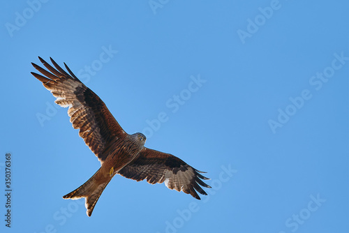 The red kite fly in air with wide wings on sunny day with blue sky. Copy space