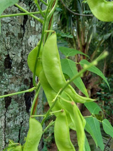 Lablab purpureus (bonavist or pea, dolichos, seim, lablab bean) with a natural background. Lablab purpureus is a species of bean in the family Fabaceae photo