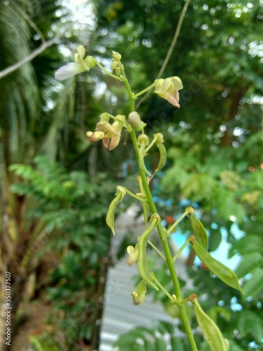 Lablab purpureus (bonavist or pea, dolichos, seim, lablab bean) with a natural background. Lablab purpureus is a species of bean in the family Fabaceae photo