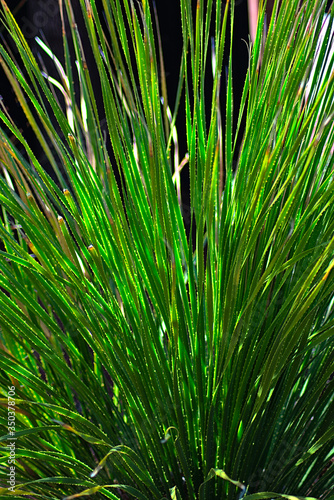 Tall green ornamental grass 