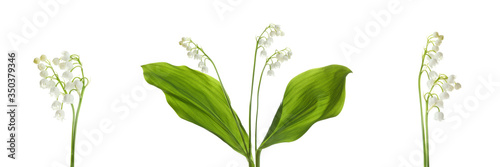 Collage with beautiful lilies of the valley on white background. Banner design