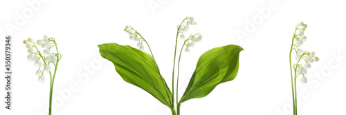 Collage with beautiful lilies of the valley on white background. Banner design photo