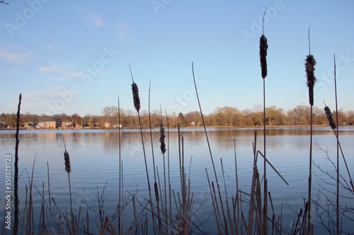 reeds on the lake