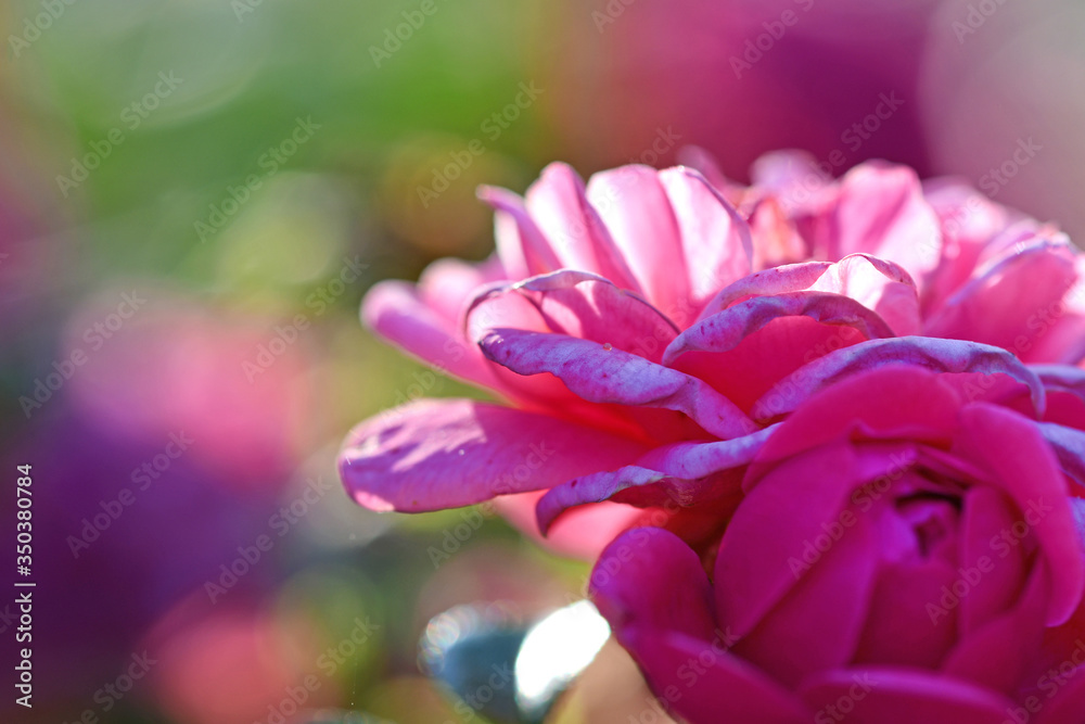 Very close-up pictures of pink roses in the garden