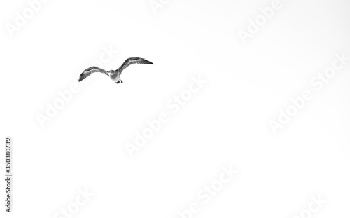 seagull flying in the sky