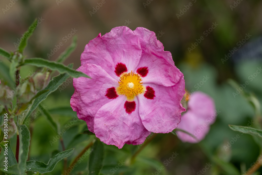 Pink cistus flowers with red markings, photographed at Eastcote House Gardens, Borough of Hillingdon, London UK Pink cistus flowers with red markings, photographed at Eastcote House Gardens, Borough of Hillingdon, London UK