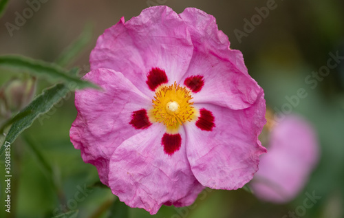 Pink cistus flowers with red markings, photographed at Eastcote House Gardens, Borough of Hillingdon, London UK