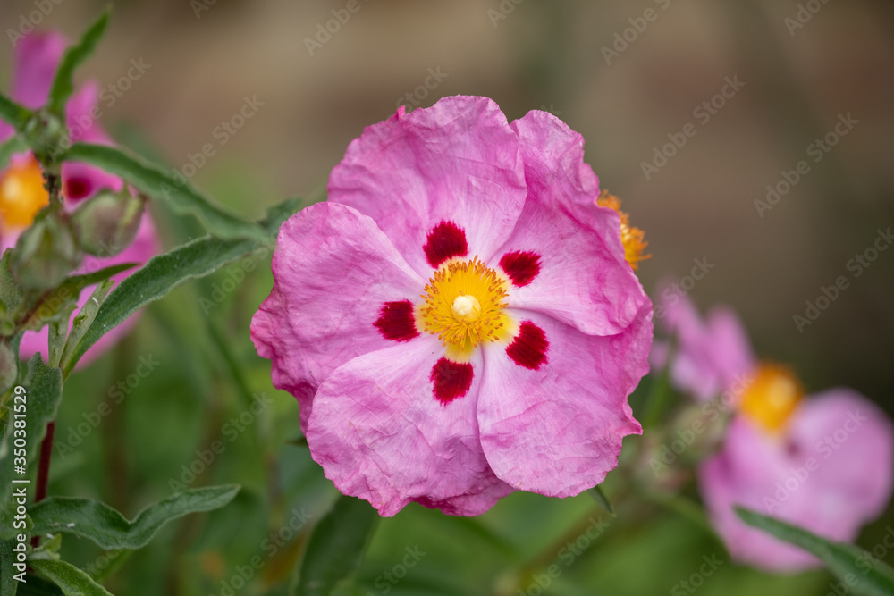 Pink cistus flowers with red markings, photographed at Eastcote House Gardens, Borough of Hillingdon, London UK Pink cistus flowers with red markings, photographed at Eastcote House Gardens, Borough of Hillingdon, London UK
