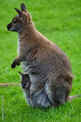 Wallabie ( Känguru ) mit baby im Beutel