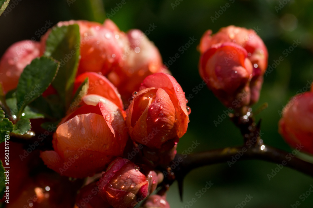 Quince flowers with raindrops in sunlight Quince flowers with raindrops in sunlight