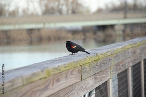 red winged black bird on a fence
