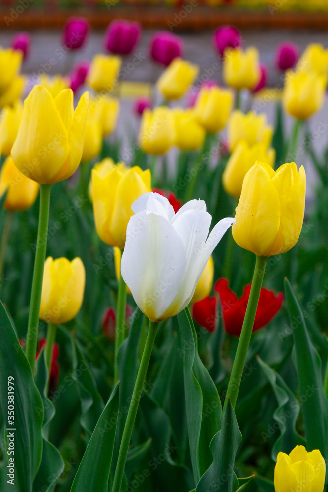 White tulip spring flowers close up