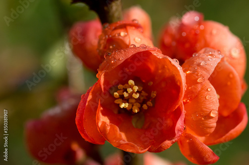 Quince flowers with raindrops in sunlight