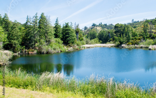 lush green forest along the shore of beautiful Franklin Reservoir in Los Angeles, California on a sunny day 