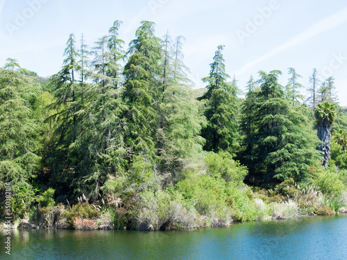 lush green forest along the shore of beautiful Franklin Reservoir in Los Angeles, California on a sunny day 