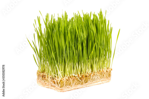 Wheatgrass isolated on the white background