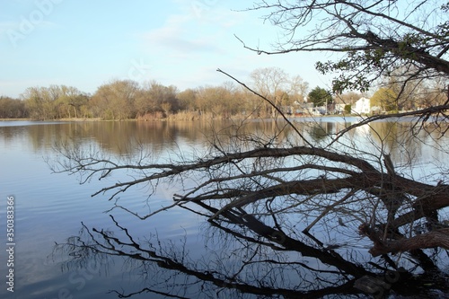 reflection of trees in water