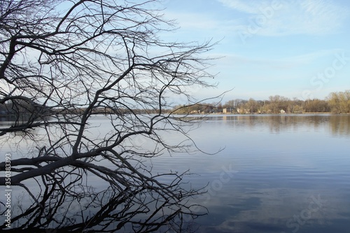 tree on the lake