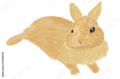 リアルかわいいうさぎのイラスト