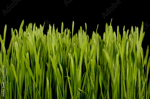 Wheatgrass isolated on the dark background