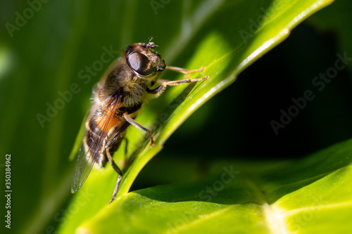 Closeup of a Native Irish Honey Bee on a Green Leaf in Sunlight