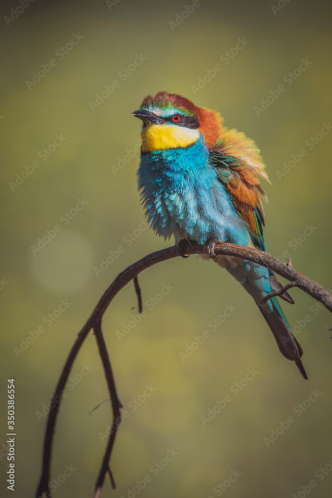 Obraz premium Pair of bee-eaters perched on a branch with spring background