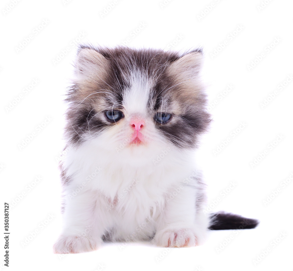 cute persian kitten a white background