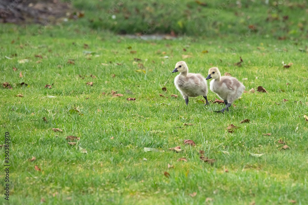 Little cute and fluffy goslings on a beautiful green lawn eat grass and leaves in the spring evening in the rain. Little cute and fluffy goslings on a beautiful green lawn eat grass and leaves in the spring evening in the rain.