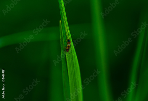 green abstract background 