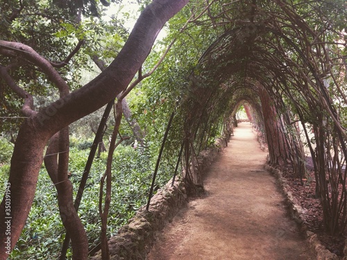 Photo Walkway Covered With Branches