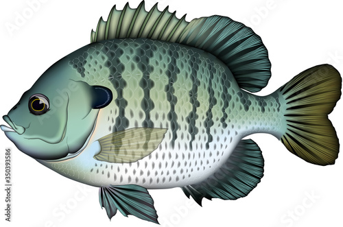 ブルーギル　イラスト　ベクター