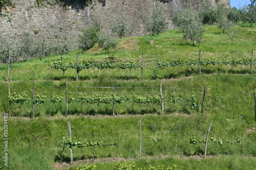 small vineyard on a slope