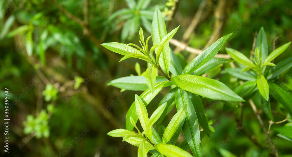 Lemon verbena's green leaves - Aloysia citrodora