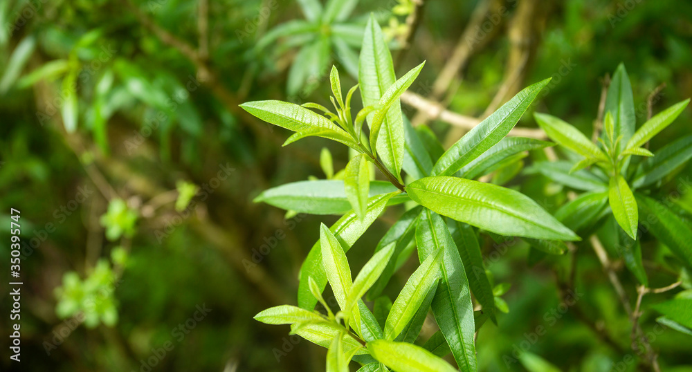 Lemon verbena's green leaves - Aloysia citrodora Lemon verbena's green leaves - Aloysia citrodora