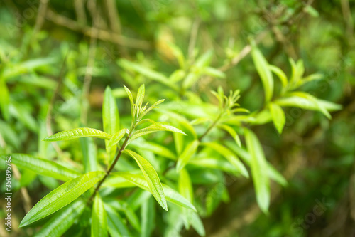 Aloysia citrodora - Lemon verbena's green leaves