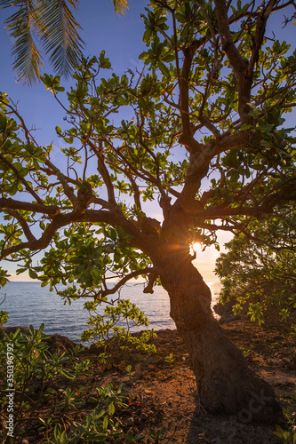 sun light backlit botong tree at the coast line with blue sky and blue sea photo