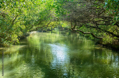 Sicao Mangrove Green Tunnel  also known as Taiwan   s own modest version of the Amazon River.  