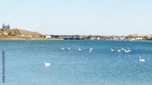 Flock of white swans swimming and  foraging in the bay and along the marsh © Corinne Prado