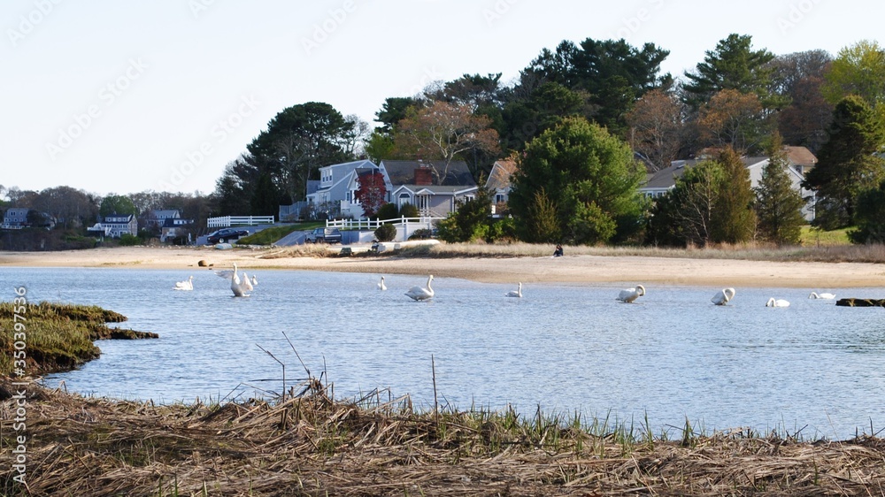 Flock of white swans roosting, swimming, and foraging along the marsh banks and in the bay on a summer afternoon Flock of white swans roosting, swimming, and foraging along the marsh banks and in the bay on a summer afternoon