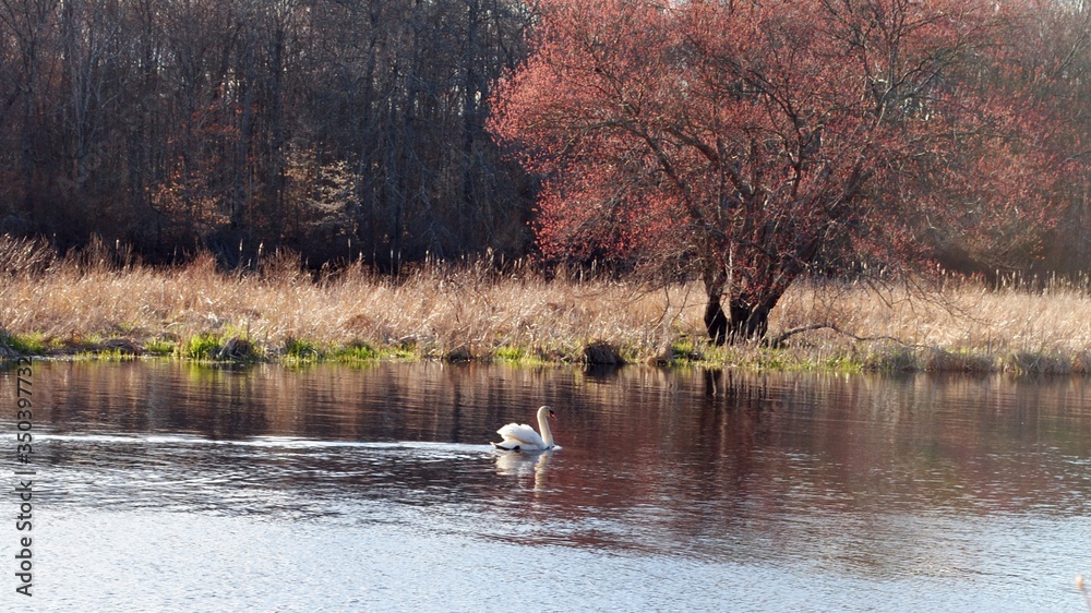 Swan swimming in a calm river past a large tree with red leaves Swan swimming in a calm river past a large tree with red leaves