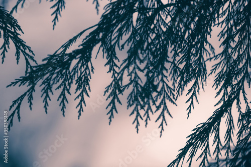 Blurry backround with pine trees