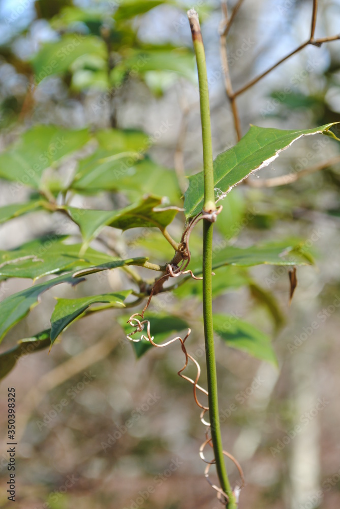 Holly branch with vine winding around it Holly branch with vine winding around it
