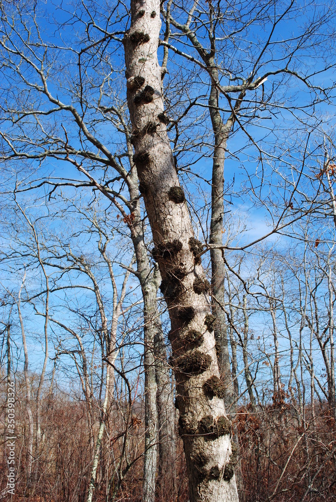 Fototapeta premium Oak burls on tree trunks on a sunny day in early spring
