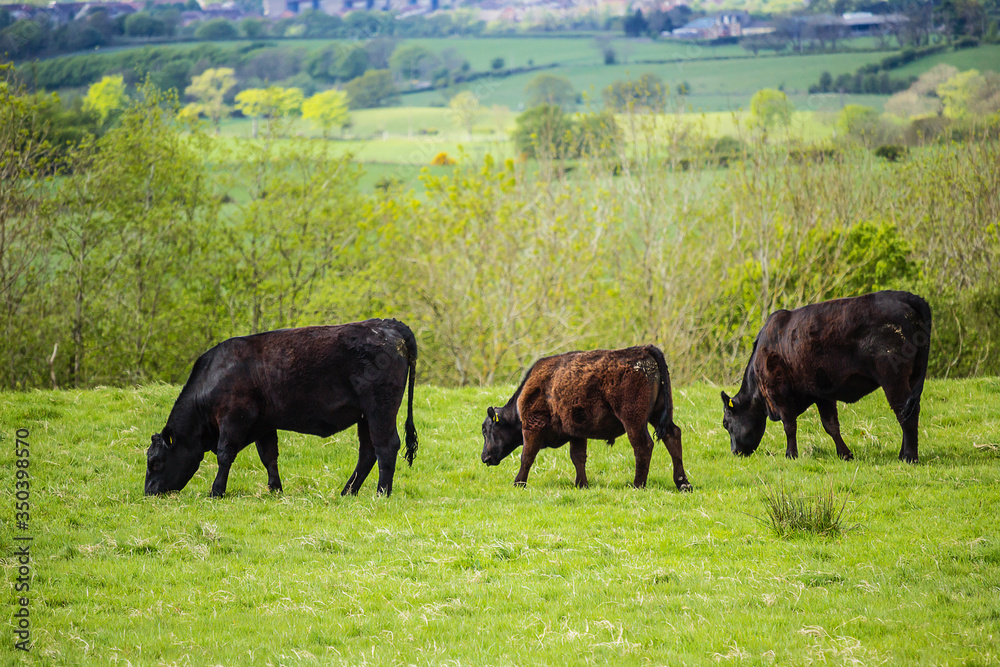 Herd of black free-range dairy cows in a field in Spring in the fields, Glen Mavis, Scotland, UK Herd of black free-range dairy cows in a field in Spring in the fields, Glen Mavis, Scotland, UK