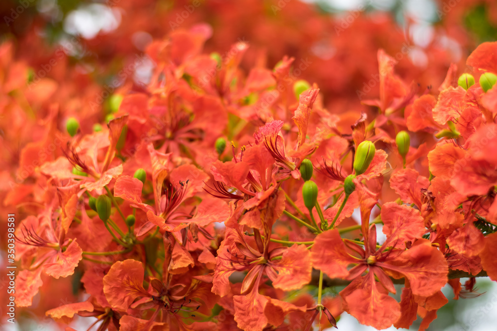 Blossom Royal Poinciana or Flamboyant (Delonix regia) flowers