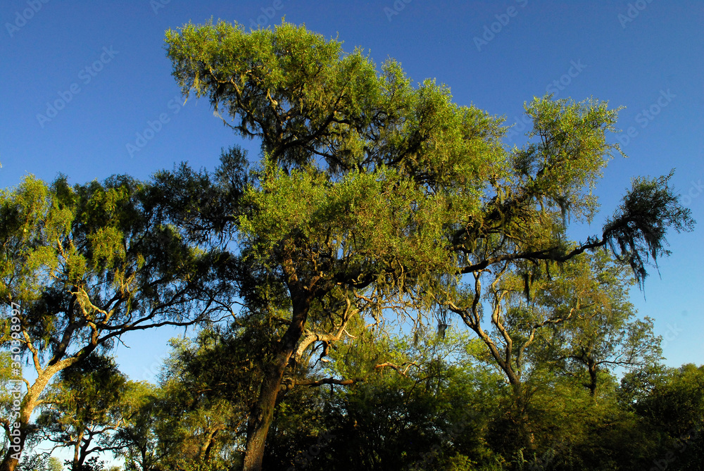 Fototapeta premium arbol quebracho colorado
