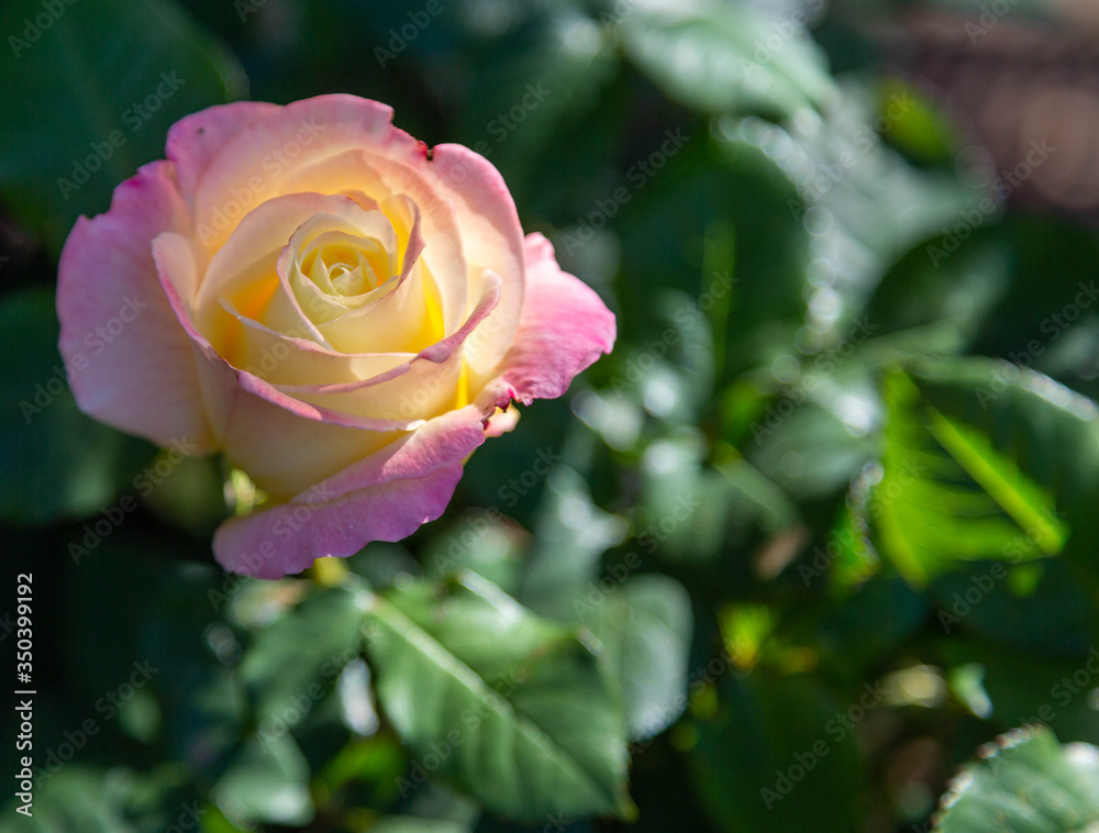 A single lavender and white rose with a beam of sunlight shining on petals, in closeup against a dark green leafy background. A single lavender and white rose with a beam of sunlight shining on petals, in closeup against a dark green leafy background.