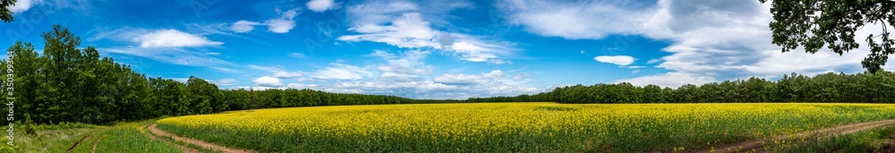 Beautiful yellow field 